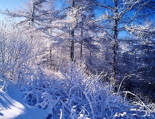 포토 JPG 주간 나무 식물 사계절 계절 설경 겨울 자연 산 눈꽃 여러그루 풍경 사람없음 야외 눈 숲 국내포토 자연요소 다수 날씨 눈_날씨 생태계 파일형식