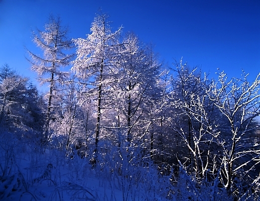 포토 JPG 주간 나무 식물 사계절 계절 설경 겨울 자연 하늘 산 눈꽃 여러그루 풍경 사람없음 야외 눈 숲 국내포토 자연요소 다수 날씨 눈_날씨 생태계 파일형식