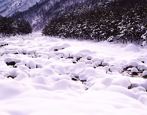 포토 JPG 주간 나무 식물 사계절 계절 설경 겨울 자연 산 여러그루 풍경 사람없음 야외 물 계곡 눈 개울 숲 국내포토 자연요소 다수 날씨 강 생태계 파일형식