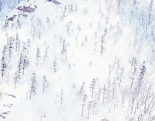 포토 JPG 주간 나무 식물 사계절 계절 설경 겨울 자연 산 눈꽃 여러그루 풍경 사람없음 야외 눈 숲 국내포토 자연요소 다수 날씨 눈_날씨 생태계 파일형식