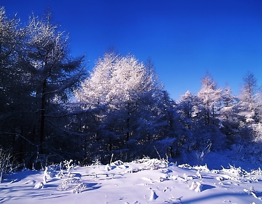 포토 JPG 주간 나무 식물 사계절 계절 설경 겨울 자연 하늘 산 눈꽃 여러그루 풍경 사람없음 야외 눈 숲 국내포토 자연요소 다수 날씨 눈_날씨 생태계 파일형식