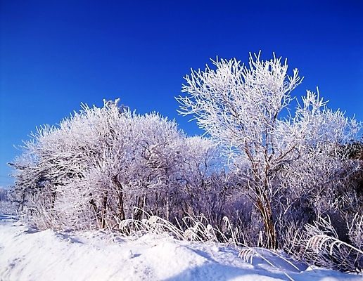 포토 JPG 주간 나무 식물 사계절 계절 설경 겨울 자연 하늘 산 눈꽃 여러그루 풍경 사람없음 야외 눈 풀 숲 국내포토 자연요소 다수 날씨 눈_날씨 생태계 파일형식