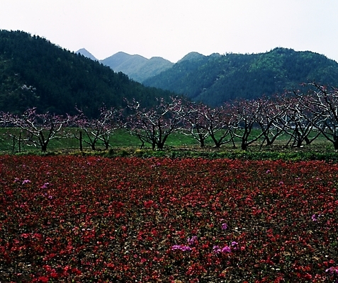 포토 JPG 주간 나무 식물 사계절 계절 꽃잎 꽃 꽃밭 자연 산 꽃나무 여러그루 풍경 사람없음 야외 봄풍경 봄 복사꽃 국내포토 자연요소 다수 생태계 파일형식