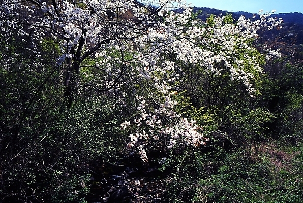 포토 JPG 주간 나무 식물 사계절 계절 꽃잎 꽃 자연 꽃나무 여러그루 풍경 사람없음 야외 봄풍경 봄 벚꽃 국내포토 자연요소 다수 생태계 파일형식