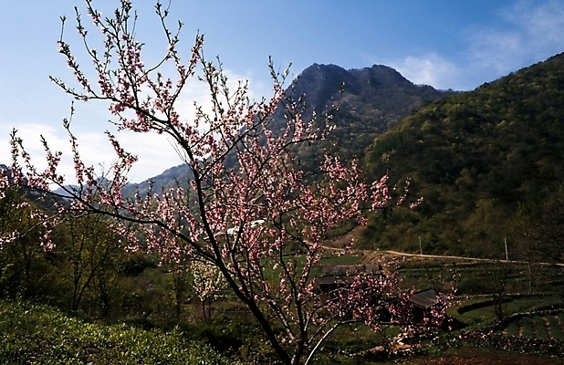 포토 JPG 주간 나무 식물 사계절 계절 꽃잎 꽃 자연 산 꽃나무 여러그루 풍경 사람없음 야외 봄풍경 봄 벚꽃 국내포토 자연요소 다수 생태계 파일형식