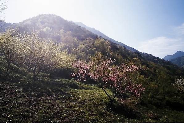 포토 JPG 주간 나무 식물 사계절 계절 꽃잎 꽃 자연 산 꽃나무 여러그루 풍경 사람없음 야외 봄풍경 봄 국내포토 자연요소 다수 생태계 파일형식