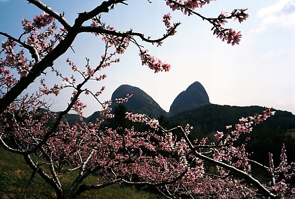 포토 JPG 주간 나무 식물 사계절 계절 꽃잎 꽃 자연 산 꽃나무 여러그루 풍경 사람없음 야외 봄풍경 봄 벚꽃 국내포토 자연요소 다수 생태계 파일형식