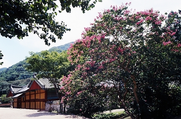 포토 JPG 주간 나무 식물 전통 건축물 사계절 계절 건축 꽃잎 꽃 자연 한옥 꽃나무 여러그루 기와집 풍경 사람없음 야외 건물 봄풍경 봄 국내포토 자연요소 한국전통 다수 고건축 생태계 파일형식