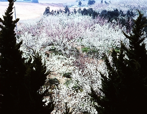 포토 JPG 주간 나무 식물 사계절 계절 꽃잎 꽃 여러송이 자연 꽃나무 여러그루 풍경 사람없음 야외 봄풍경 흰색 숲 매화 국내포토 자연요소 컬러 다수 봄 생태계 파일형식