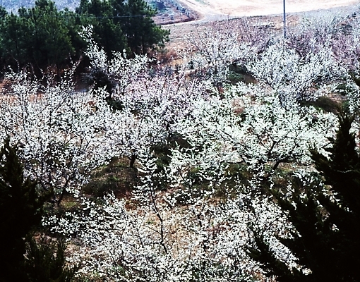 포토 JPG 주간 나무 식물 사계절 계절 꽃잎 꽃 여러송이 자연 꽃나무 여러그루 풍경 사람없음 야외 봄풍경 봄 흰색 매화 국내포토 자연요소 컬러 다수 생태계 파일형식
