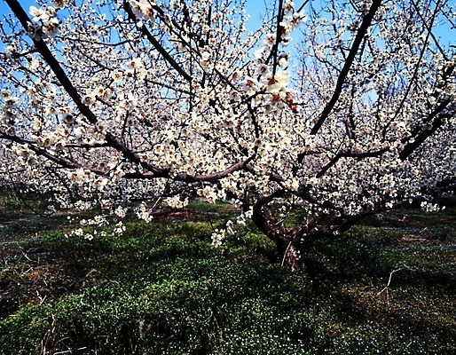 포토 JPG 주간 나무 식물 사계절 계절 꽃잎 꽃 여러송이 자연 꽃나무 여러그루 풍경 사람없음 야외 봄풍경 봄 흰색 매화 국내포토 자연요소 컬러 다수 생태계 파일형식