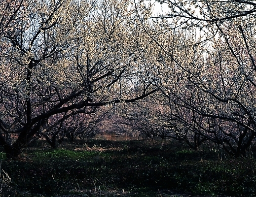 포토 JPG 주간 나무 식물 사계절 계절 꽃잎 꽃 자연 꽃나무 여러그루 풍경 사람없음 야외 봄풍경 봄 벚꽃 국내포토 자연요소 다수 생태계 파일형식