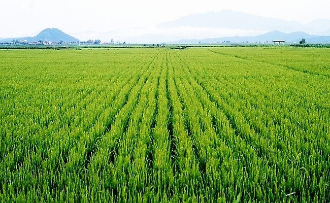 포토 JPG 주간 식물 농업 논 풍경 사람없음 야외 농촌 국내포토 자연요소 산업 시골 파일형식