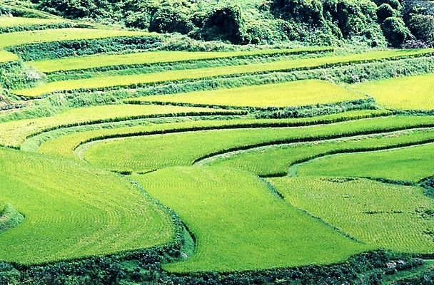 포토 JPG 주간 식물 농업 논 풍경 사람없음 야외 농촌 국내포토 자연요소 산업 시골 파일형식