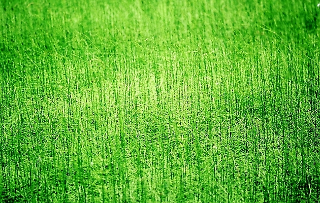 포토 JPG 식물 배경화면 백그라운드 밭 풍경 잔디 초원 사람없음 초록색 풀 잡초 국내포토 컬러 농업 파일형식