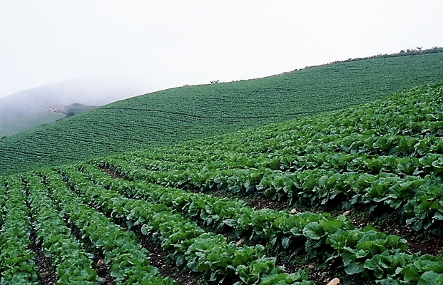 포토 JPG 주간 식물 밭 풍경 사람없음 야외 농촌 국내포토 자연요소 농업 시골 파일형식