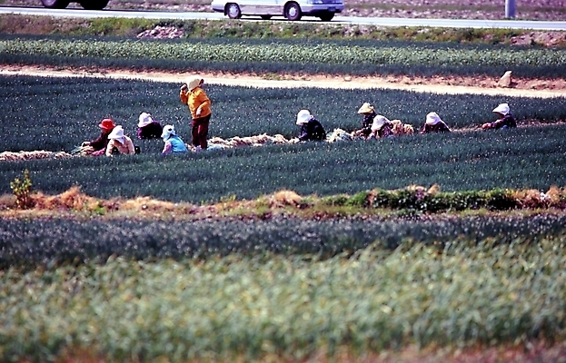 포토 JPG 주간 여자 밭 사람 여러명 야외 일손 여자만 국내포토 자연요소 다수 농업 파일형식