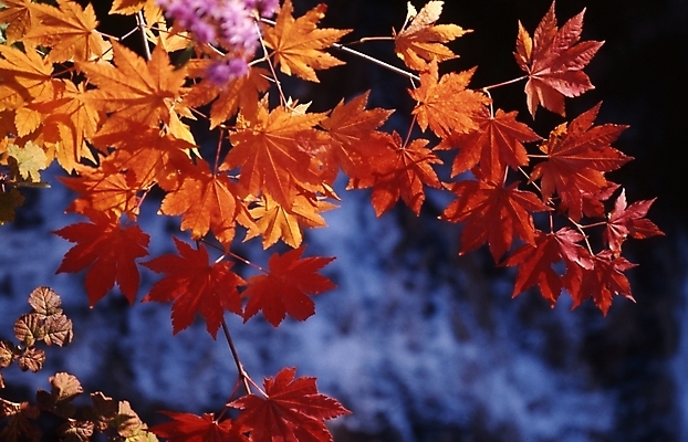 포토 JPG 주간 나무 식물 단풍 잎 단풍나무 나뭇잎 풍경 사람없음 야외 가을 국내포토 자연요소 계절 파일형식