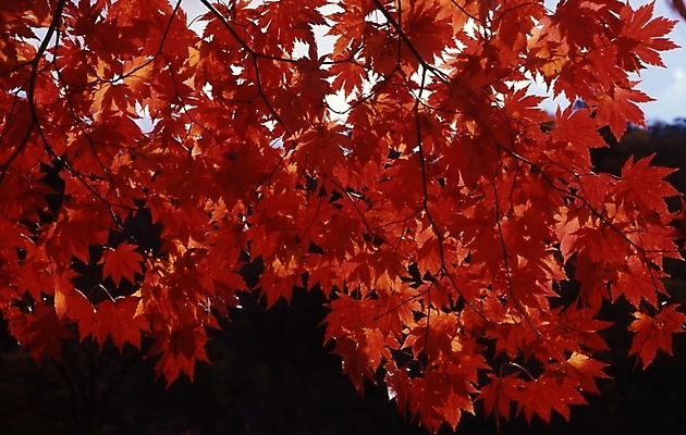 포토 JPG 주간 나무 식물 단풍 잎 하늘 단풍나무 나뭇잎 풍경 사람없음 야외 가을 국내포토 자연요소 계절 파일형식