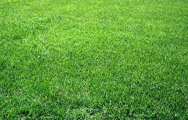 포토 JPG 식물 풍경 잔디 사람없음 초록색 풀 국내포토 컬러 파일형식