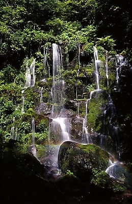 포토 JPG 주간 나무 식물 산 물줄기 이끼 풍경 사람없음 야외 물 여름 여름휴가 바캉스 골짜기 계곡 폭포 국내포토 자연요소 계절 자연 휴가 파일형식 여름_계절