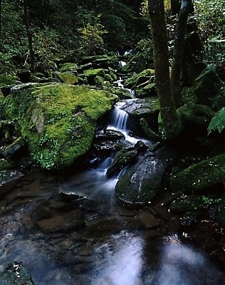 포토 JPG 주간 나무 식물 산 물줄기 이끼 풍경 사람없음 야외 물 여름 여름휴가 바캉스 골짜기 계곡 돌_바위 바위 국내포토 자연요소 계절 자연 휴가 파일형식 여름_계절