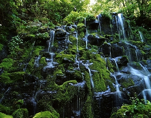 포토 JPG 주간 나무 식물 잎 나뭇잎 산 물줄기 이끼 풍경 사람없음 야외 물 여름 여름휴가 바캉스 골짜기 계곡 폭포 국내포토 자연요소 계절 자연 휴가 파일형식 여름_계절