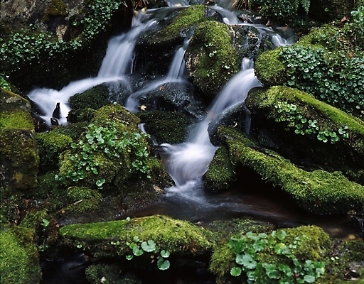 포토 JPG 주간 식물 산 물줄기 이끼 풍경 사람없음 야외 물 여름 여름휴가 바캉스 골짜기 계곡 국내포토 자연요소 계절 자연 휴가 파일형식 여름_계절