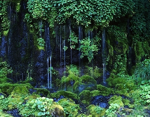 포토 JPG 주간 나무 식물 잎 나뭇잎 산 물줄기 이끼 풍경 사람없음 야외 물 여름 여름휴가 바캉스 골짜기 계곡 국내포토 자연요소 계절 자연 휴가 파일형식 여름_계절