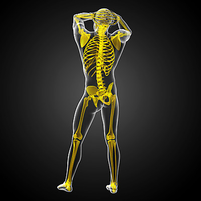 포토 JPG 해외이미지 해부 뼈 골격 엑스레이 건강 사람 사람없음 3D 척추 관절 무릎 테라피 정형외과 해골모형 해외202004 해외포토 의학 병원 신체부위 뷰티 모형 디지털합성 파일형식