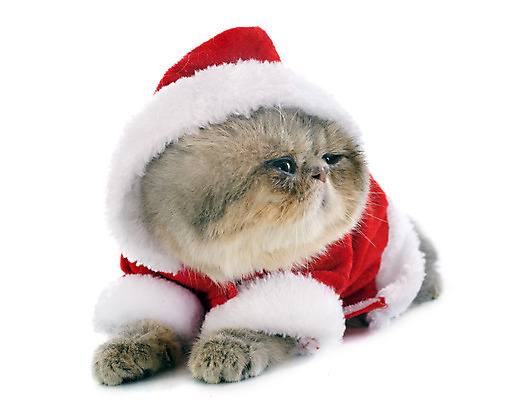 포토 JPG 해외이미지 동물 컨셉 크리스마스 산타옷 선물 사람없음 반려동물 고양이 회색 코트 흰배경 얼룩무늬 이벤트의상 이국적 해외202004 해외포토 옷 기념일 컬러 백그라운드 무늬 포유류 외투 흰색 파일형식