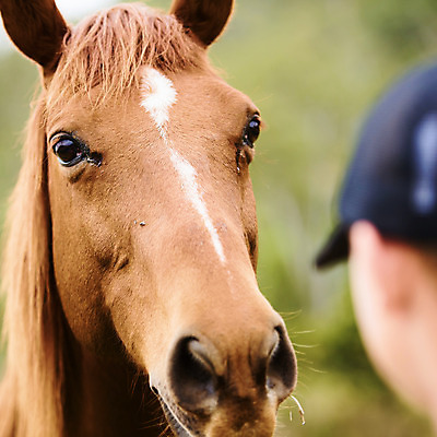 포토 JPG 해외이미지 동물 포유류 생물 사람없음 야외 힘 호주 기르기 해외202004 해외포토 오세아니아 돌봄 파일형식