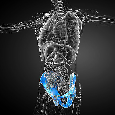 포토 JPG 해외이미지 해부 뼈 골격 건강 사람 사람없음 엉덩이 척추 자궁 연골 해외202004 해외포토 의학 신체부위 장기_의학 파일형식