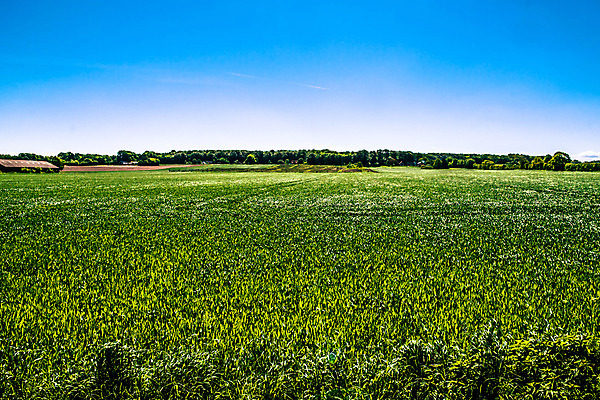 포토 JPG 해외이미지 식물 구름 계절 백그라운드 밭 농업 자연 하늘 날씨 풍경 잔디 초원 사람없음 야외 초록색 여름 파란색 빛 컬러풀 햇빛 태양 농장 농경지 환경 맑음 봄 활발 성장 흰색 전원 시골 신선 땅 밀 장면 내추럴 밭일 수평선 해외202004 해외포토 자연요소 산업 컬러 컨셉 곡류 전기에너지 생태계 파일형식