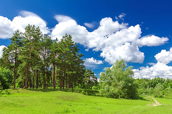 포토 JPG 해외이미지 나무 식물 구름 계절 공원 도로 길 백그라운드 잎 자연 하늘 풍경 잔디 초원 사람없음 야외 목재 초록색 여름 햇빛 태양 평화 환경 맑음 나뭇가지 시골 소나무 숲 오솔길 장면 내추럴 강렬 삼림지대 해외202004 해외포토 자연요소 공공시설 컬러 컨셉 재료 교통시설 날씨 생태계 파일형식
