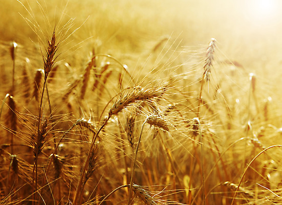 포토 JPG 해외이미지 밭 농업 자연 건조 사람없음 야외 농작물 일출 수확 추수 가을 농부 밀 보리 밀짚 해외202004 해외포토 직업 계절 산업 곡류 노을 짚 생태계 파일형식