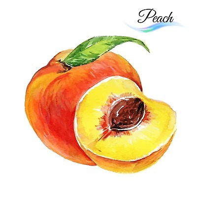 EPS 해외이미지 음식 조각 백그라운드 잎 과일 일러스트 수채화 사람없음 빨간색 노란색 달콤 유기농 복숭아 내추럴 천도복숭아 해외202004 해외일러스트 식물 웰빙 컬러 맛 파일형식 벡터
