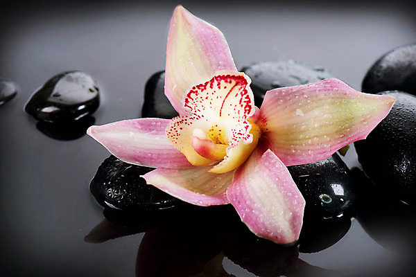 포토 JPG 해외이미지 꽃 분홍색 백그라운드 컨셉 사람없음 물 쌓기 검은색 스파 젖음 조약돌 흰색 마사지 난초 오브젝트 테라피 해외202004 해외포토 자연요소 식물 컬러 모션 뷰티 돌_바위 파일형식