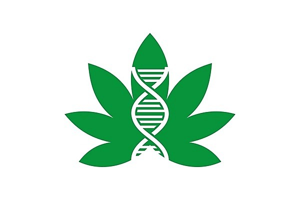 EPS 해외이미지 식물 잎 일러스트 씨앗 사람없음 치료 초록색 약 잡초 삼 연기 약초 에코 불법 추출 대마초 마리화나 해외202004 해외일러스트 컬러 채소 의학 환경 풀_식물 범죄 마약 파일형식 벡터