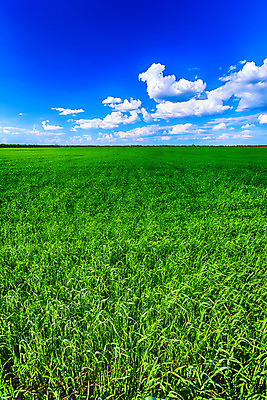 포토 JPG 해외이미지 하늘 날씨 풍경 잔디 초원 사람없음 초록색 햇빛 태양 맑음 봄 해외202004 해외포토 자연요소 식물 계절 컬러 파일형식