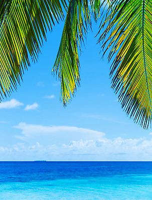 포토 JPG 해외이미지 나무 식물 바다 섬 여행 백그라운드 잎 꽃무늬 패턴 자연 벽지 하늘 추상 휴가 휴식 손바닥 풍경 사람없음 야외 초록색 물 여름 파란색 태양 맑음 꿈 낭만 만 휴양지 엽서 장면 석호 이국적 터키석 파라다이스 국경 해외202004 해외포토 자연요소 손 계절 꽃 컬러 컨셉 무늬 날씨 장소 보석 편지 생태계 파일형식