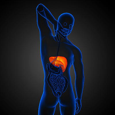 포토 JPG 해외이미지 해부 사람 사람없음 오르간 신장 간 방광 췌장 지라 해외202004 해외포토 의학 장기_의학 건반악기 비뇨기관 파일형식