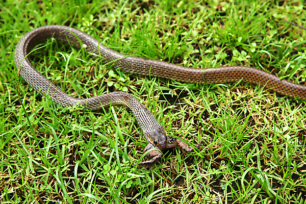 포토 JPG 해외이미지 야생동물 파충류 자연 양서류 사람없음 잡기 뱀 먹기 배고픔 두꺼비 호러 해외202004 해외포토 동물 모션 생태계 공포 파일형식