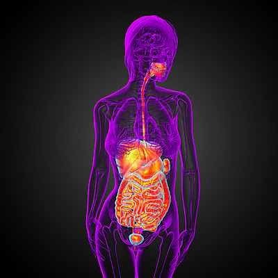 포토 JPG 해외이미지 해부 사람 사람없음 고통 하트 신장 간 암 방광 췌장 지라 해외202004 해외포토 모양 감정 의학 장기_의학 비뇨기관 질병 파일형식