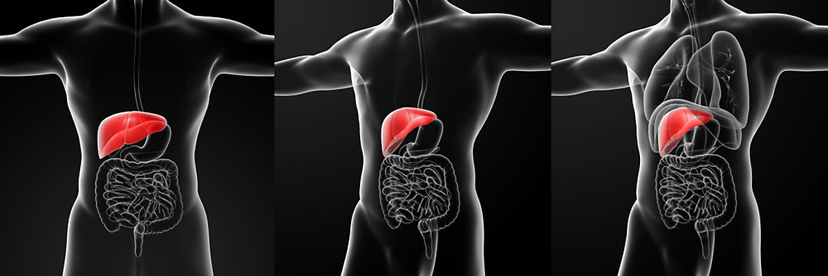 포토 JPG 해외이미지 과학 신체 해부 건강 사람 사람없음 내부 약 3D 고통 하트 오르간 신장 생물학 간 암 방광 췌장 염증 복부 해외202004 해외포토 모양 교육 감정 의학 신체부위 장기_의학 건반악기 비뇨기관 질병 디지털합성 파일형식