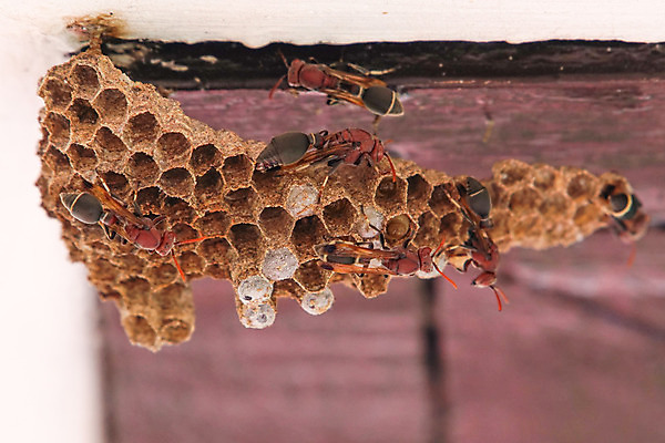 포토 JPG 해외이미지 동물 야생동물 곤충 자연 주택 사람없음 노란색 말벌 위험 찌르기 벌집 돌봄 해외202004 해외포토 컬러 컨셉 모션 건물 벌_곤충 생태계 파일형식