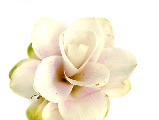 포토 JPG 해외이미지 식물 계절 꽃잎 꽃 아시아 문화 줄기 여행 백그라운드 잎 꽃무늬 태국 자연 사람없음 컬러풀 봄 낭만 튤립 벚꽃 흰색 신선 싱글 내추럴 고립 영원 해외202004 해외포토 나라 컬러 컨셉 무늬 생태계 파일형식