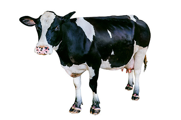 포토 JPG 해외이미지 동물 얼굴 백그라운드 밭 농업 포유류 자연 하늘 서기 풍경 초원 사람없음 초록색 여름 파란색 농장 농경지 갈색 머리 검은색 가축 봄 목장 소고기 우유 흰색 시골 소 닫기 군중 방목 땅 먹기 호기심 젖 고립 밭일 해외202004 해외포토 계절 감정 산업 컬러 컨셉 모션 유제품 육류 사람 신체부위 축산업 생태계 파일형식