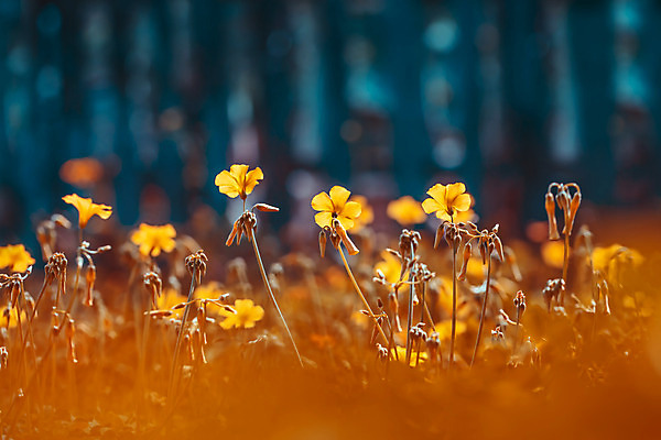 포토 JPG 해외이미지 식물 계절 꽃 백그라운드 꽃무늬 밭 자연 아침 풍경 초원 사람없음 야외 여름 빛 햇빛 노란색 환경 정원 맑음 침묵 봄 들꽃 수확 벚꽃 시골 신선 개화 숲 허브 내추럴 해외202004 해외포토 주간 컬러 무늬 농업 날씨 태양 소리 생태계 파일형식