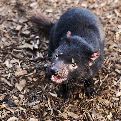 포토 JPG 해외이미지 동물 사람없음 호주 주머니곰 해외202004 해외포토 포유류 오세아니아 파일형식